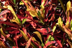 croton-2032552_960_720